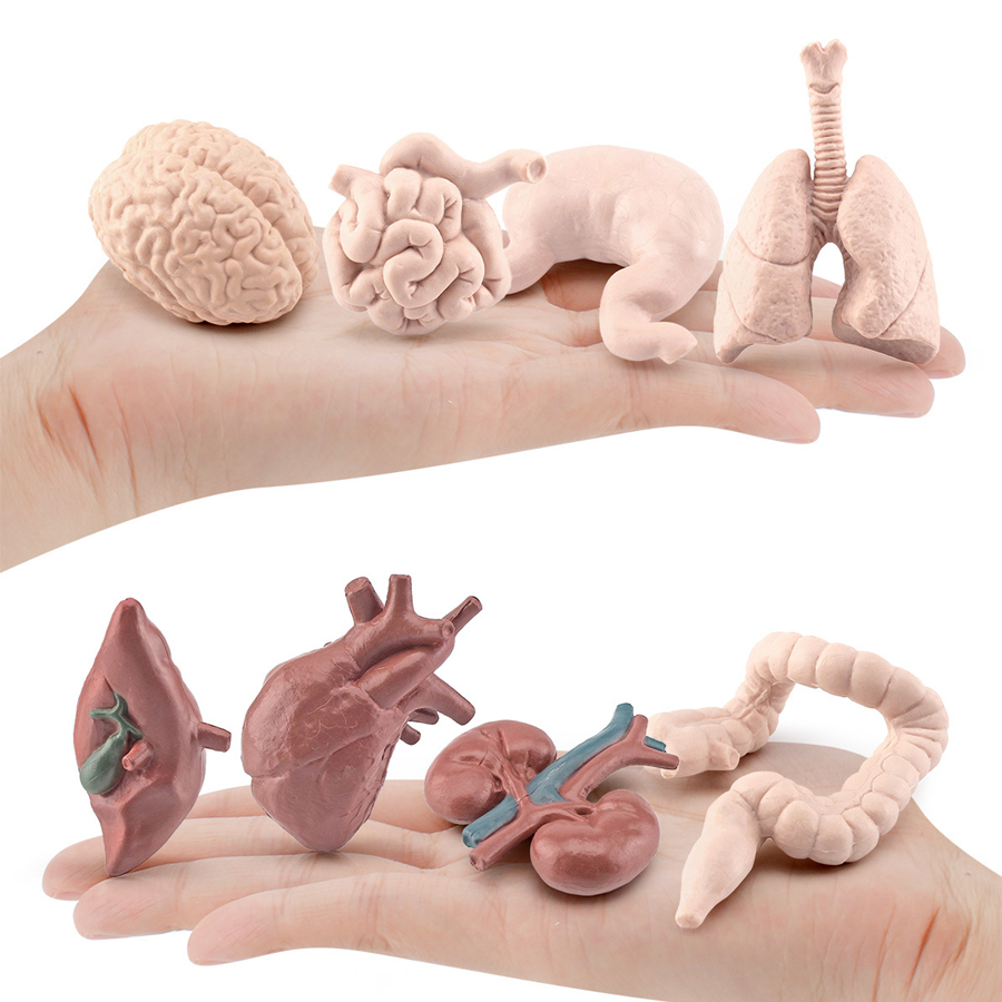 현실적인 인체 장기, 고대 이집트, 세계 각국의 태양계 - Kids Toys Egypt 리뷰 및 가격